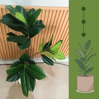 ต้นยางอินเดียปลอมในกระถางเบลล่า 9 นิ้ว :: Artificial Rubber Plant ต้นยางอินเดียปลอมในกระถางเบลล่า 9 นิ้ว :: Artificial Rubber Plant