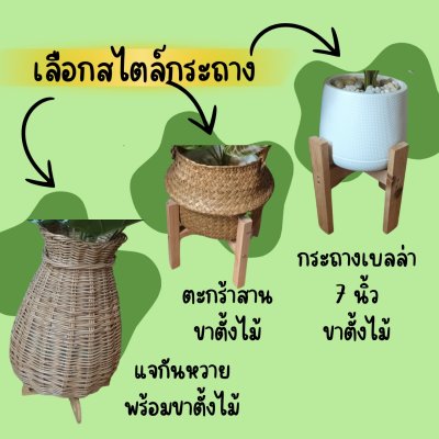 ต้นไม้ปลอมประดิษฐ์ใบลายสวยในแจกันหวายและกระถางเบลล่าพร้อมป้าย