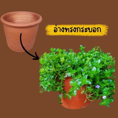 ต้นลานไพลินไม้น้ำใบเล็กก้านยาวดอกสีม่วงน่ารักแต่งสวน