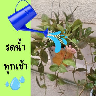 ต้นโฮย่าซันไรส์ใบเขียวแดงน้ำตาลมีดอกหอมในกระถางเพ้นท์แขวนคละลายขนาด 4 นิ้ว ไม้รำไร
