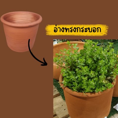 ต้นลานไพลินไม้น้ำใบเล็กก้านยาวดอกสีม่วงน่ารักแต่งสวน