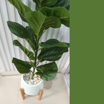 ต้นไทรใบสักปลอมขนาดใหญ่เหมือนจริง Artificial / Fake Fiddle Leaf Fig plant