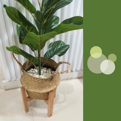 ต้นไทรใบสักปลอมขนาดใหญ่เหมือนจริง Artificial / Fake Fiddle Leaf Fig plant