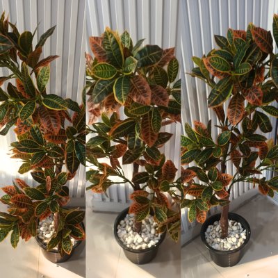 ต้นโกสนปลอมต้นไม้ประดิษฐ์ Artificial / Fake Croton Tree