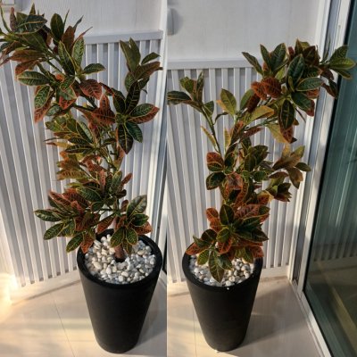 ต้นโกสนปลอมต้นไม้ประดิษฐ์ Artificial / Fake Croton Tree