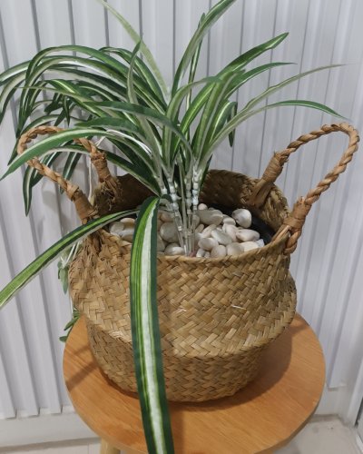 ต้นเศรษฐีเรือนนอกปลอมต้นไม้ประดิษฐ์กระถางเบลล่า Artificial Bella Potted Plant