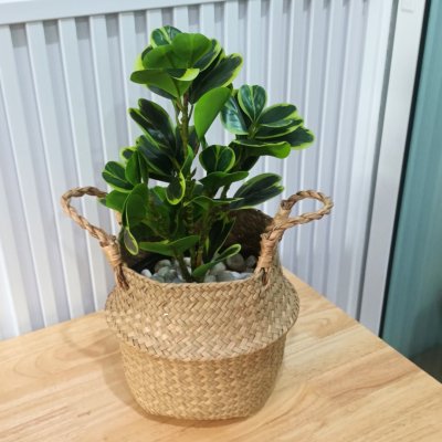 ต้นหัวใจเศรษฐี (สาริกาด่าง) ต้นไม้ปลอมประดิษฐ์ตะกร้าสาน Artificial Mistletoe Fig