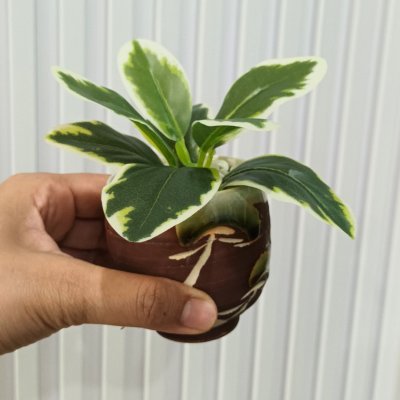 ต้นไม้ปลอมขนาดเล็กกับกระถางเซรามิก 3-3.5 นิ้ว Small artificial plant with a ceramic pot.
