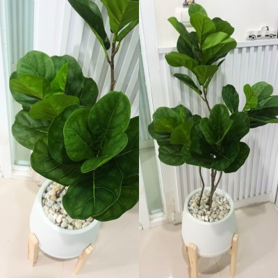 ต้นไทรใบสักปลอมต้นไม้ประดิษฐ์ขนาดใหญ่กระถางเบลล่า 9 นิ้ว Artificial / Fake Fiddle-leaf fig