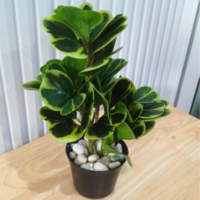 ต้นหัวใจเศรษฐี (สาริกาด่าง) ปลอมประดิษฐ์ตะกร้าสานพลาสติก Artificial Mistletoe Fig