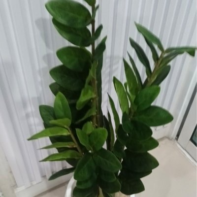 ต้นกวักมรกตประดิษฐ์/ปลอม Artificial ZZ Plant