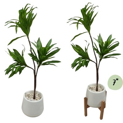 ต้นดราซีน่่าปลอมต้นไม้ประดิษฐ์ Artificial / Fake Dracaena plant