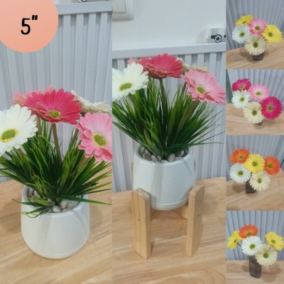 ช่อดอกเยอบีร่าในกระถางเบลล่า 5 นิ้ว ขาตั้งไม้ Gerbera flower bouquet in a 5-inch Bella pot.