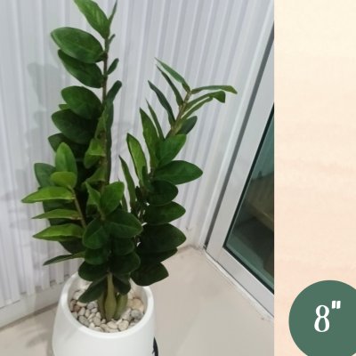 ต้นกวักมรกตประดิษฐ์/ปลอม Artificial ZZ Plant