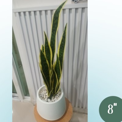 ต้นลิ้นมังกรประดิษฐ์ Artificial Snake Plant