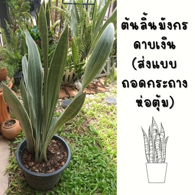 ต้นลิ้นมังกรดาบเงิน3ต้นใหญ่(ถอดกระถางห่อตุ้มดินคลุมราก)
