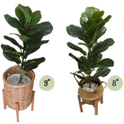 ต้นไทรใบสักปลอมขนาดใหญ่เหมือนจริง Artificial / Fake Fiddle Leaf Fig plant