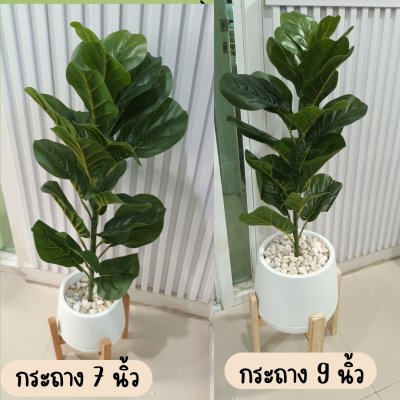 ต้นไทรใบสักปลอมขนาดใหญ่เหมือนจริง Artificial / Fake Fiddle Leaf Fig plant