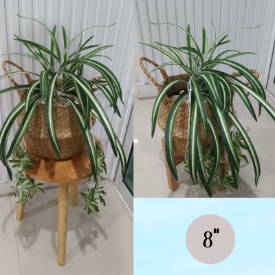 ต้นเศรษฐีเรือนนอกปลอมต้นไม้ประดิษฐ์กระถางเบลล่า Artificial Bella Potted Plant
