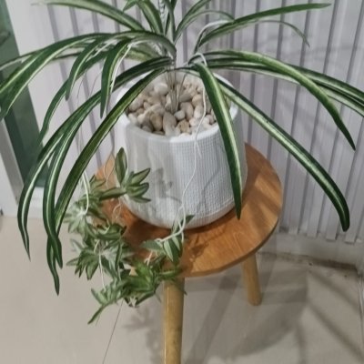 ต้นเศรษฐีเรือนนอกปลอมต้นไม้ประดิษฐ์กระถางเบลล่า Artificial Bella Potted Plant