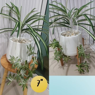 ต้นเศรษฐีเรือนนอกปลอมต้นไม้ประดิษฐ์กระถางเบลล่า Artificial Bella Potted Plant