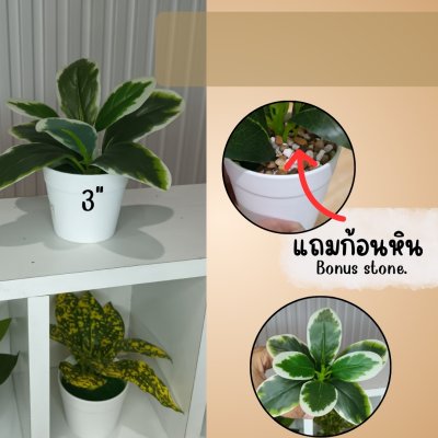 ต้นไม้ปลอมขนาดเล็กกระถางพลาสติกสีขาว 3 นิ้ว Small artificial plant
