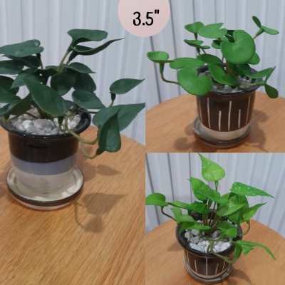 ต้นไม้ปลอมประดิษฐ์ขนาดเล็กในกระถางเซรามิก Small artificial plant in a ceramic pot.