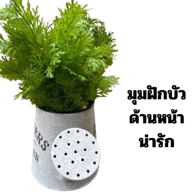 ต้นเฟิร์นกนกนารีในบัวรดน้ำ