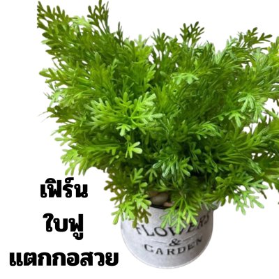 ต้นเฟิร์นกนกนารีในบัวรดน้ำ