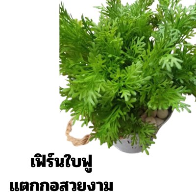 ต้นเฟิร์นกนกนารีในถังน้ำวินเทจ