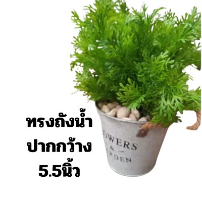 ต้นเฟิร์นกนกนารีในถังน้ำวินเทจ