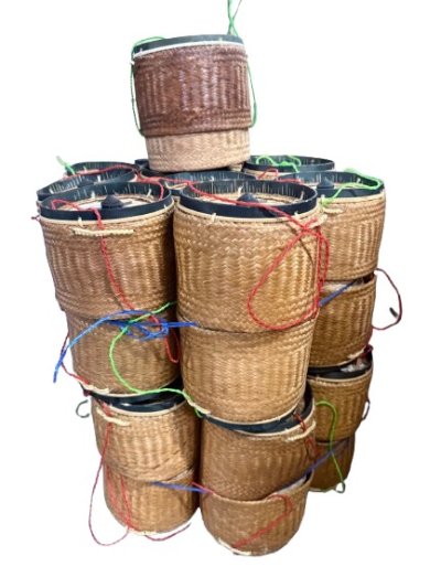 ติบแดงกลาง