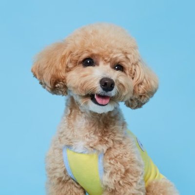 FLOT SUMMER BASIC  เสื้อผ้าสัตว์เลี้ยง หมา แมว Made in Korea