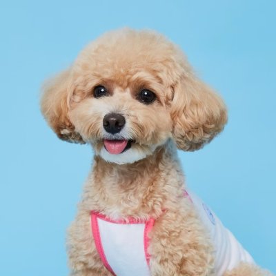 FLOT SUMMER BASIC  เสื้อผ้าสัตว์เลี้ยง หมา แมว Made in Korea