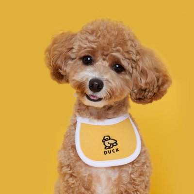 FLOT ANIMAL DAILYBIB เสื้อผ้าสัตว์เลี้ยง หมา แมว