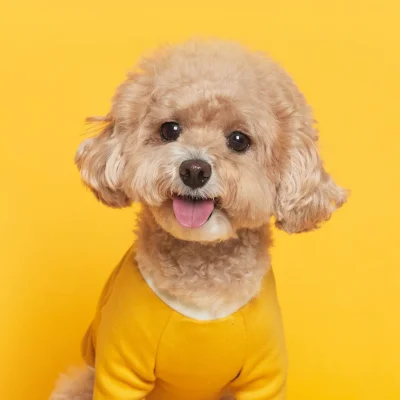 FLOT FLOWERDOG T-SHIRT เสื้อผ้าสัตว์เลี้ยง หมา แมว