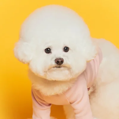 FLOT FLOWERDOG T-SHIRT เสื้อผ้าสัตว์เลี้ยง หมา แมว