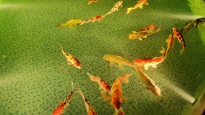 Chocolate Ville ร้านอาหารที่มีขนาดใหญ่แห่งหนึ่งในกรุงเทพมหานคร Chocolate Ville ร้านอาหารที่มีขนาดใหญ่แห่งหนึ่งในกรุงเทพมหานคร