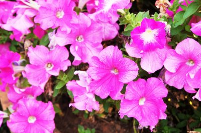 Shutter Mind Flower