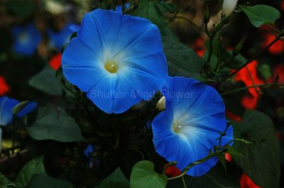 Shutter Mind Flower