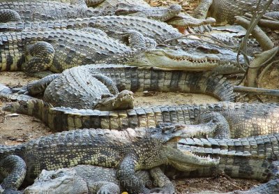 อิริยาบทของสัตว์ อิริยาบทของสัตว์