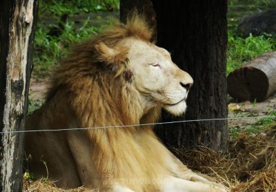 อิริยาบทของสัตว์ อิริยาบทของสัตว์