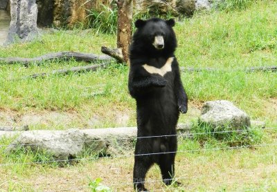 อิริยาบทของสัตว์ อิริยาบทของสัตว์