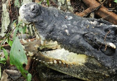 อิริยาบทของสัตว์ อิริยาบทของสัตว์