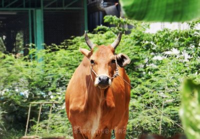 อิริยาบทของสัตว์ อิริยาบทของสัตว์