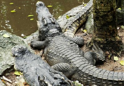 อิริยาบทของสัตว์ อิริยาบทของสัตว์