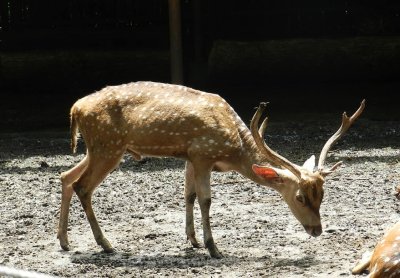 อิริยาบทของสัตว์ อิริยาบทของสัตว์