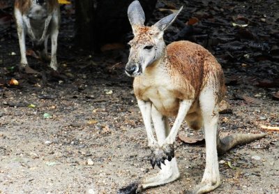 อิริยาบทของสัตว์ อิริยาบทของสัตว์