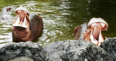 อิริยาบทของสัตว์ อิริยาบทของสัตว์