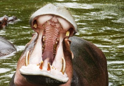 อิริยาบทของสัตว์ อิริยาบทของสัตว์